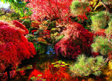 부차트 - 일본 가을의 정원